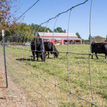 High Quality Galvanized Field Fence Cattle Mesh